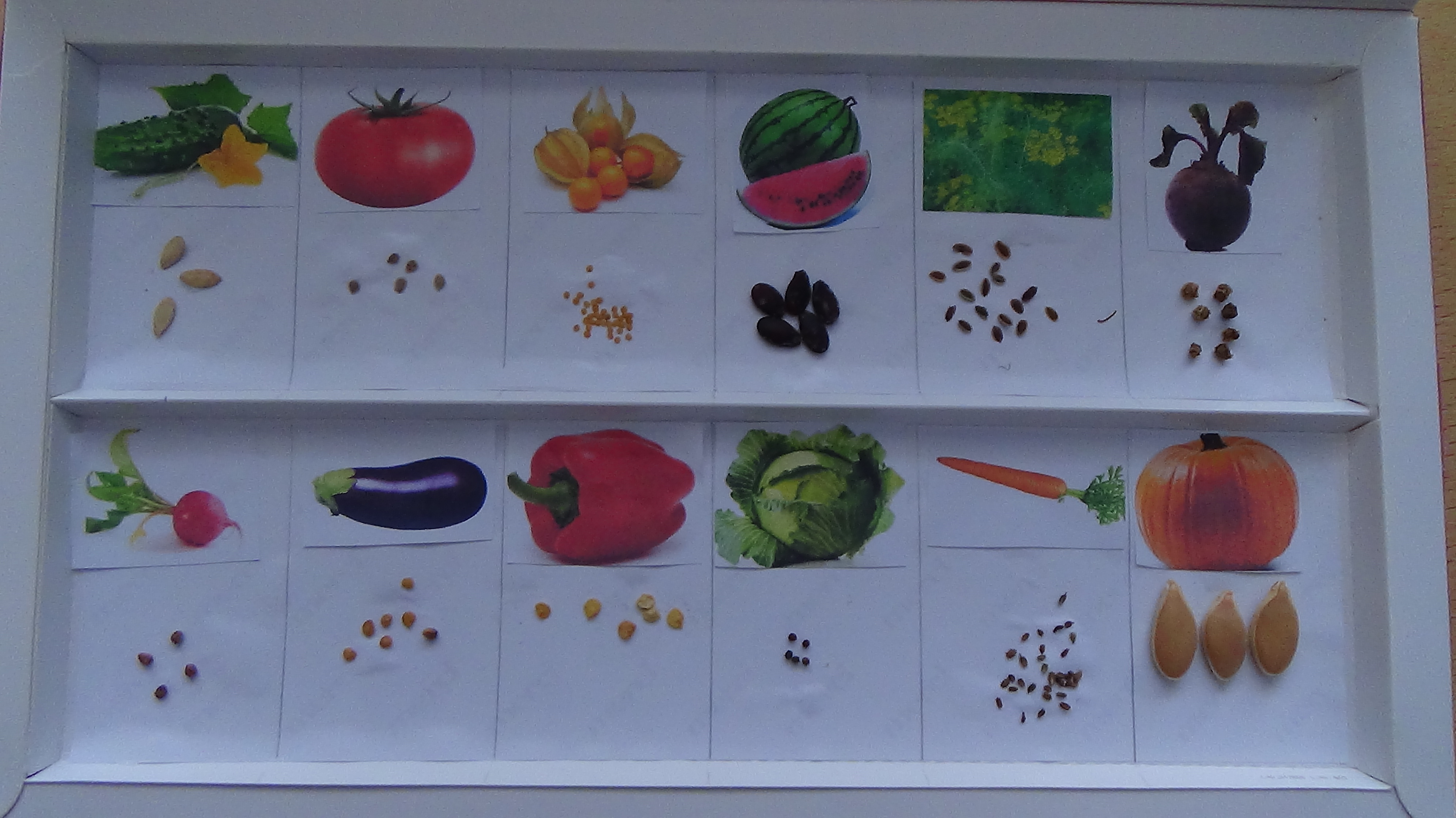Овощи первая младшая группа. Коллекция семян для детского сада. Коллекция семян в ДОУ. Коллекции в детском саду. Коллекция семян овощей.